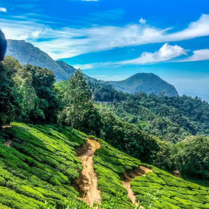 Panoramic view of rolling green tea plantations in Munnar Kerala