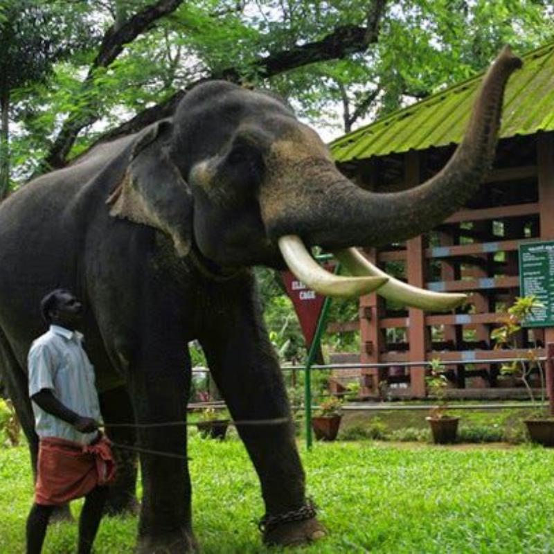 Historic wooden elephant training cage at Konni