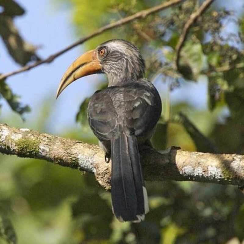 Rare birds in the dense evergreen forests of Thattekad Bird Sanctuary