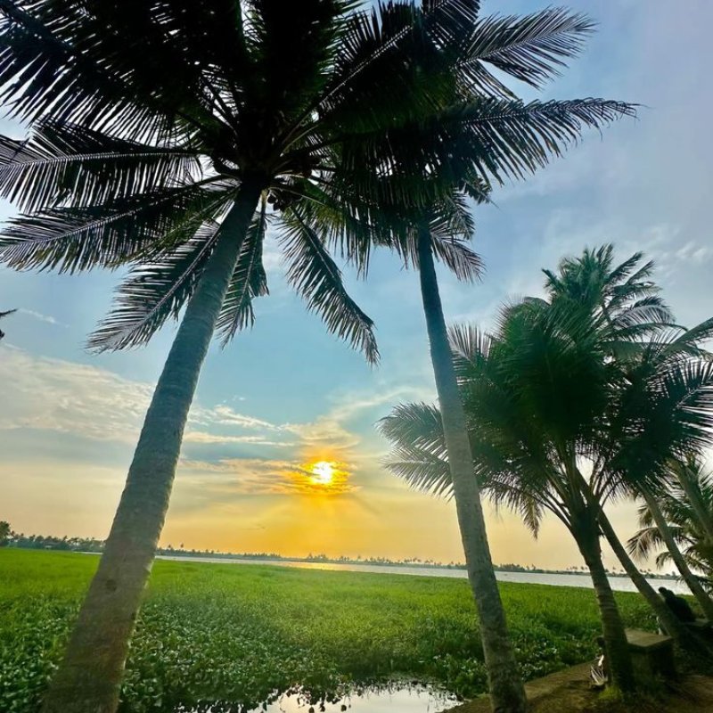 Vast green paddy fields of Kuttanad below sea level
