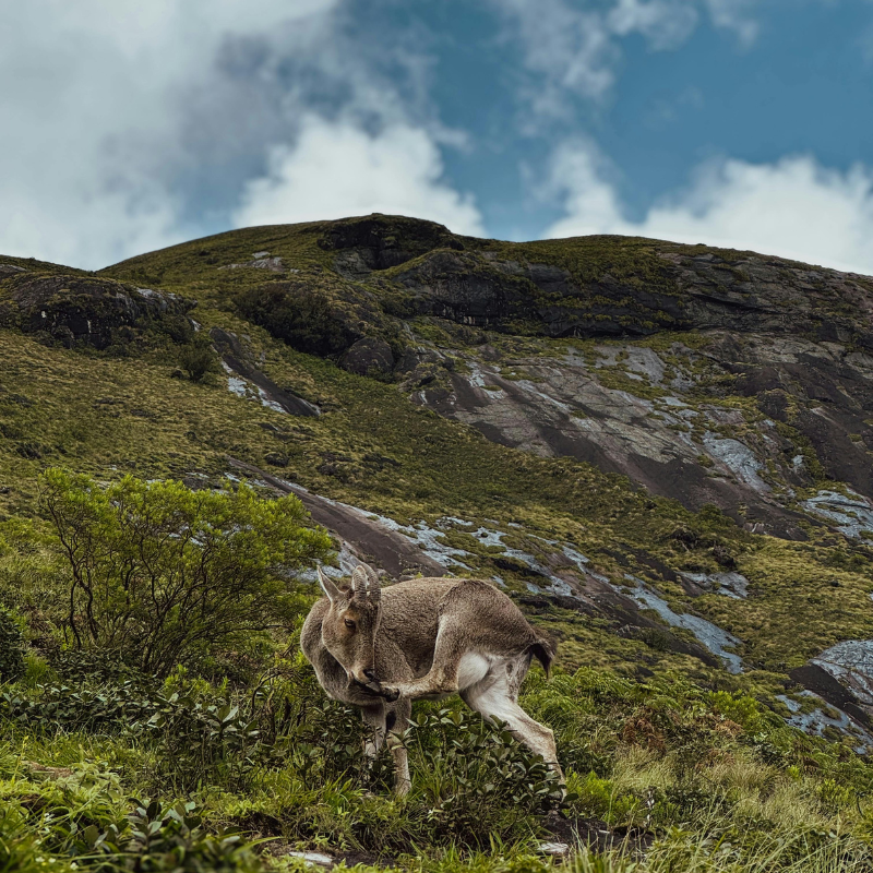 Endangered Nilgiri Tahr standing on a cliff in Eravikulam National Park