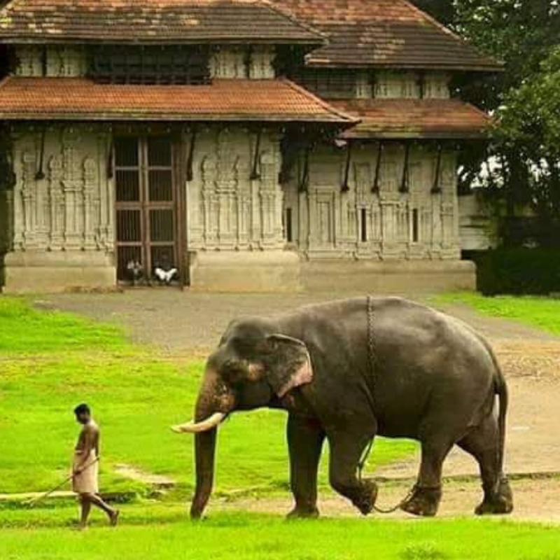 Several elephants tethered in the lush grounds of Punnathur Kotta sanctuary
