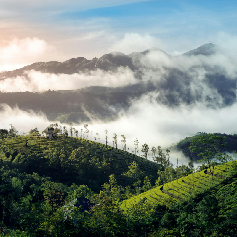 Mist-covered pine forests and green meadows in Vagamon Kerala