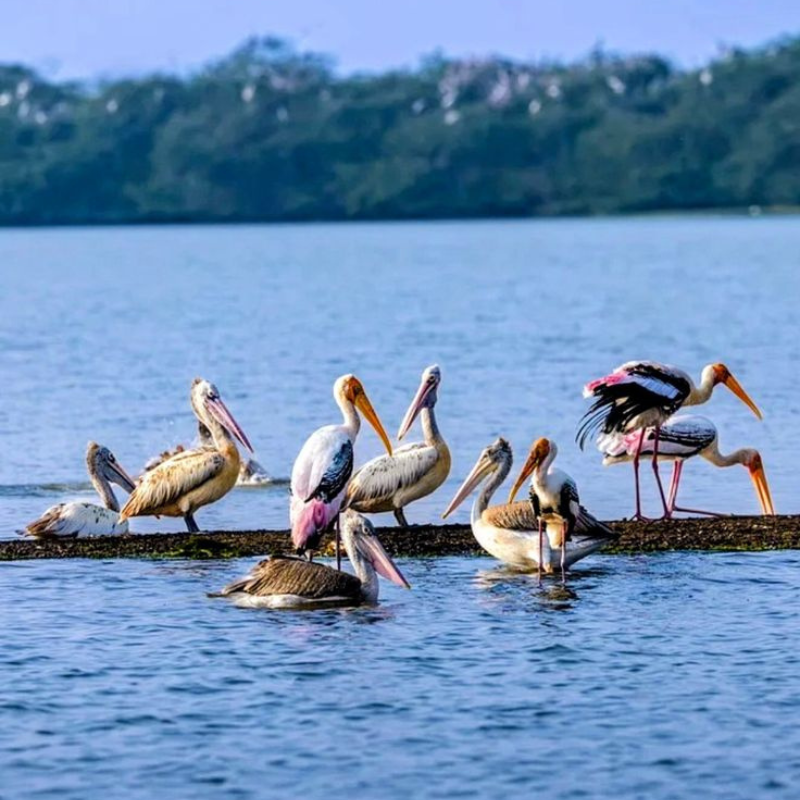 Luxury resort villas overlooking the backwaters in Kumarakom