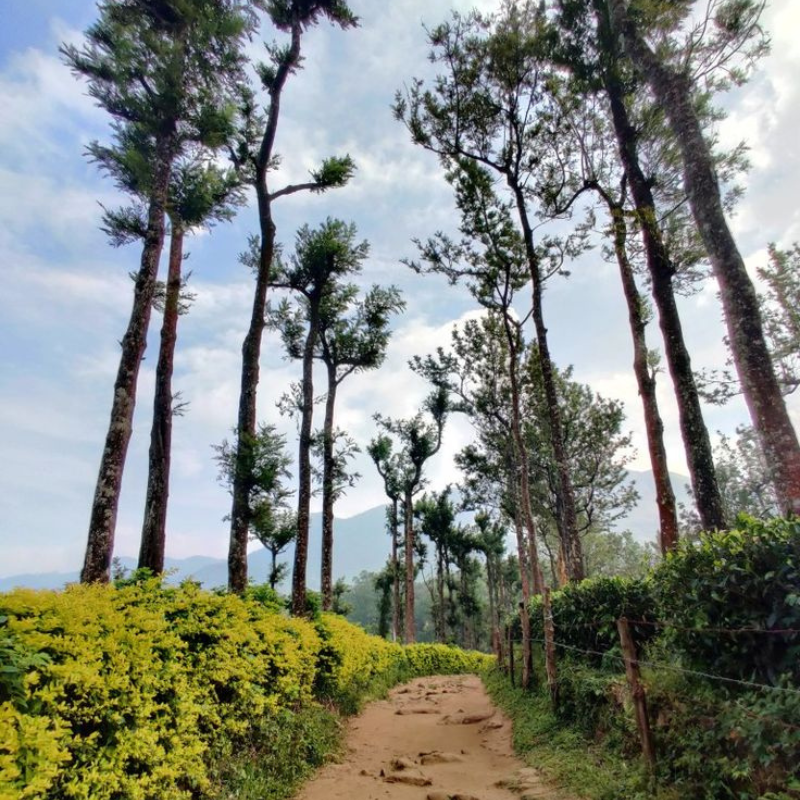 Rolling hills and orange plantations in the Nelliyampathy valley