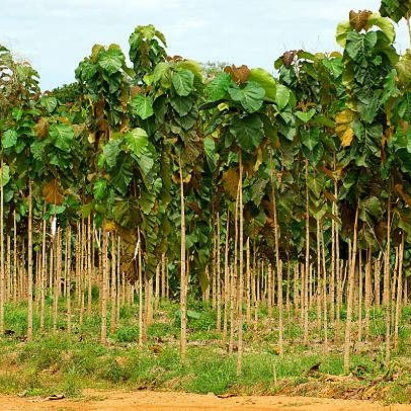 Towering historic teak trees at the 1846 Canoli Plot plantation