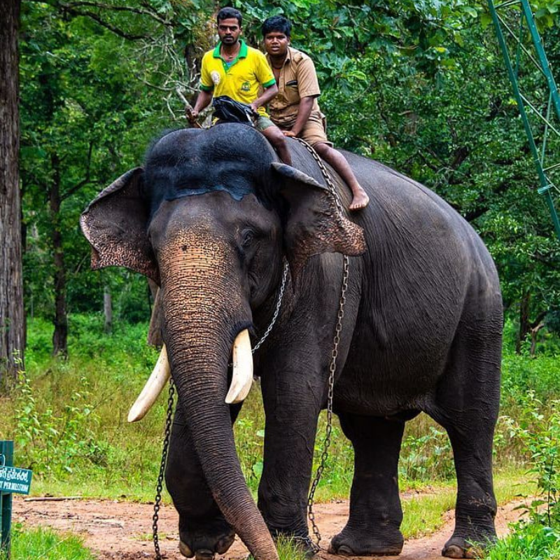 Elephants being bathed in the Periyar river at Kodanad training center