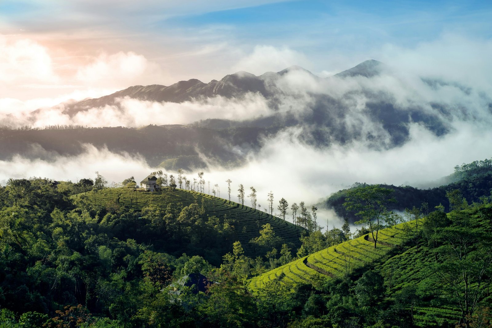 Mist-covered pine forests and green meadows in Vagamon Kerala