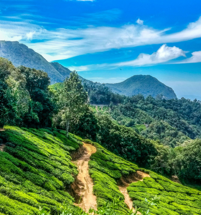 Panoramic view of rolling green tea plantations in Munnar Kerala