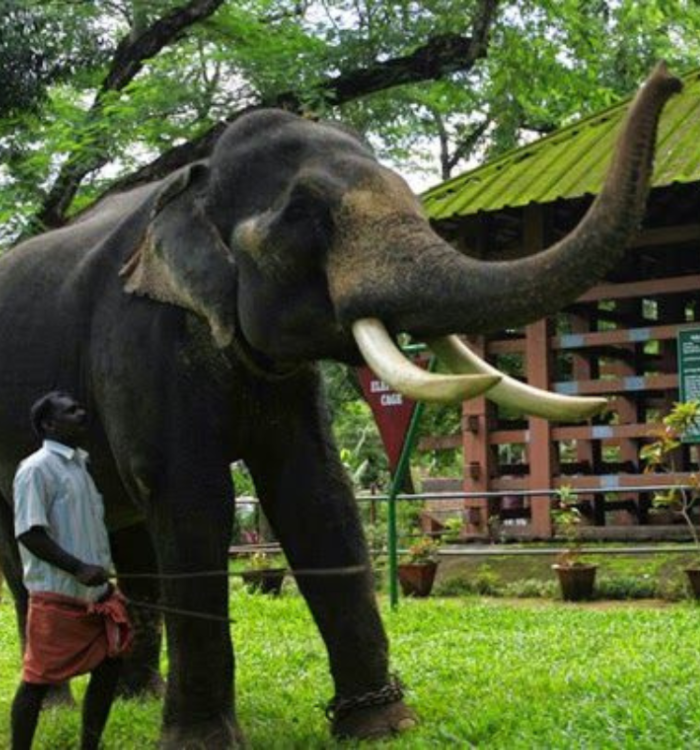 Historic wooden elephant training cage at Konni