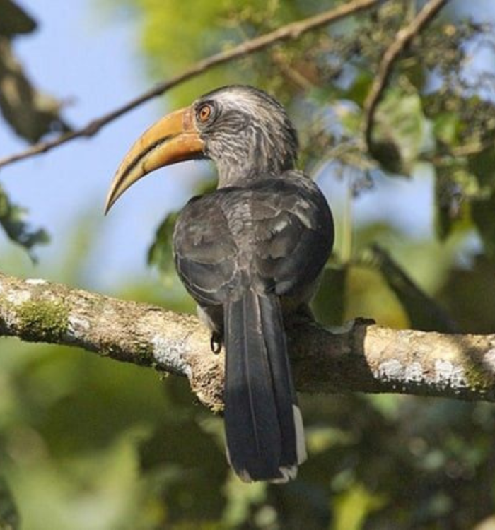 Rare birds in the dense evergreen forests of Thattekad Bird Sanctuary