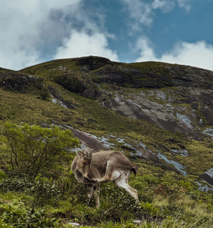 Endangered Nilgiri Tahr standing on a cliff in Eravikulam National Park