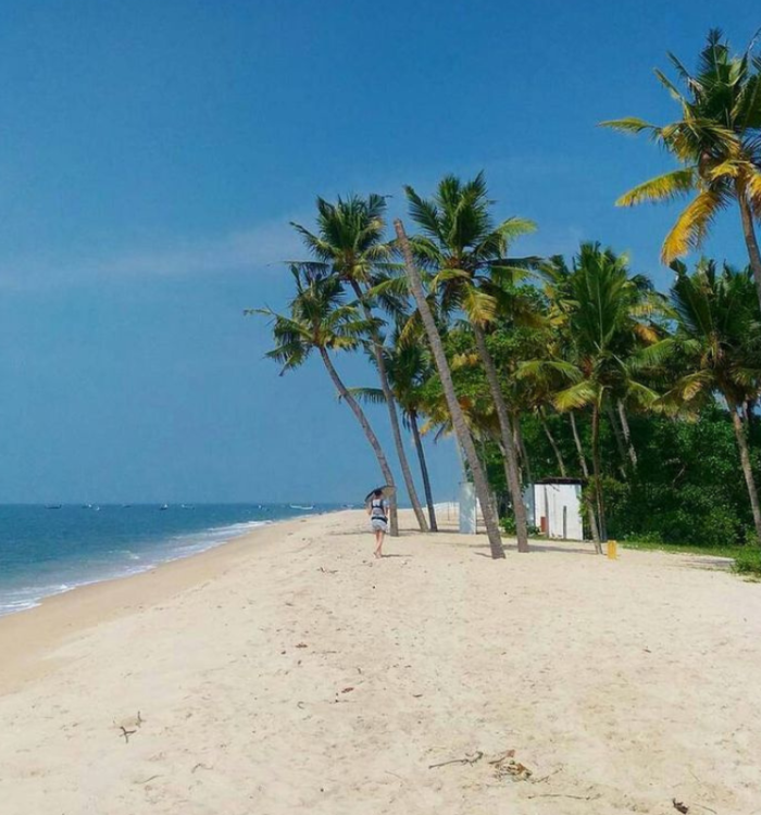 Quiet shoreline of Marari Beach with coconut trees and white sand