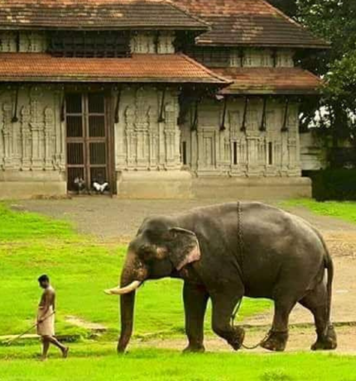 Several elephants tethered in the lush grounds of Punnathur Kotta sanctuary