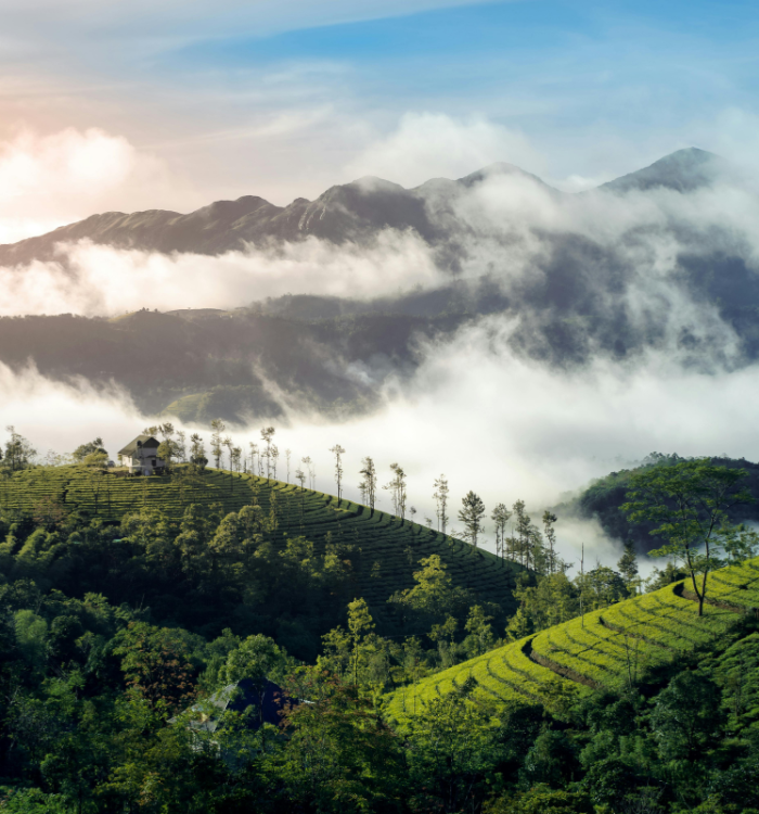 Mist-covered pine forests and green meadows in Vagamon Kerala