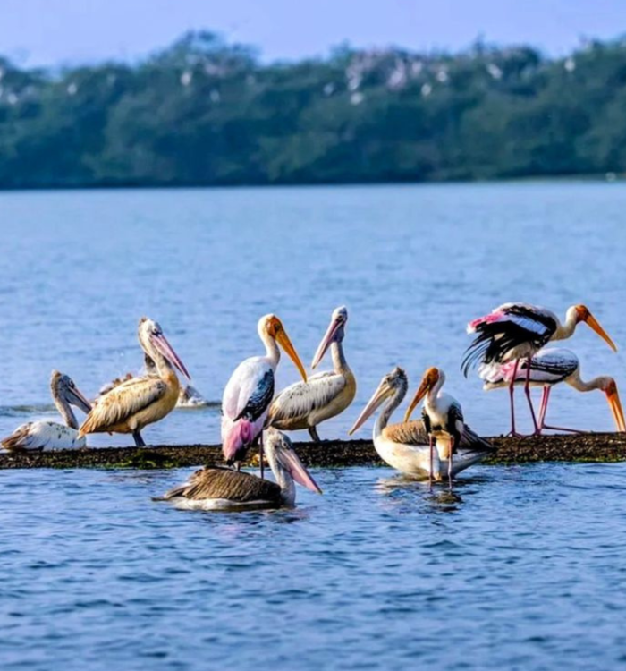 Luxury resort villas overlooking the backwaters in Kumarakom