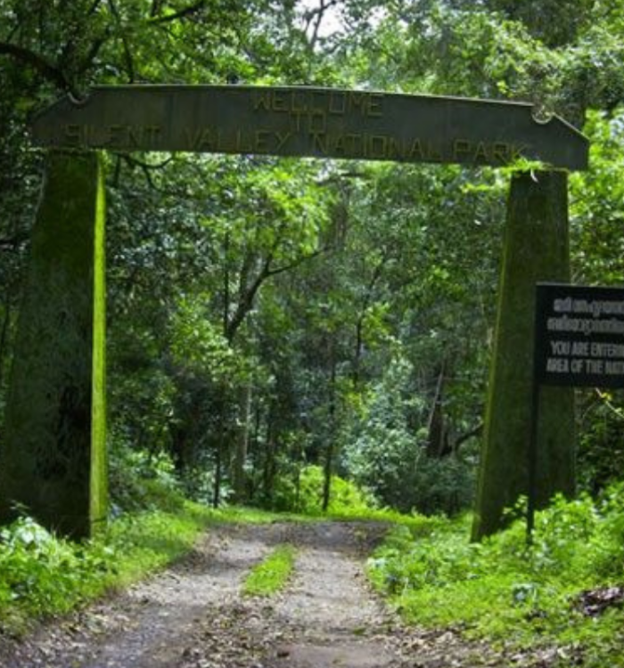 Dense evergreen forest canopy and river in Silent Valley National Park