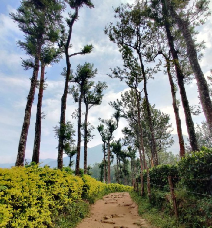 Rolling hills and orange plantations in the Nelliyampathy valley