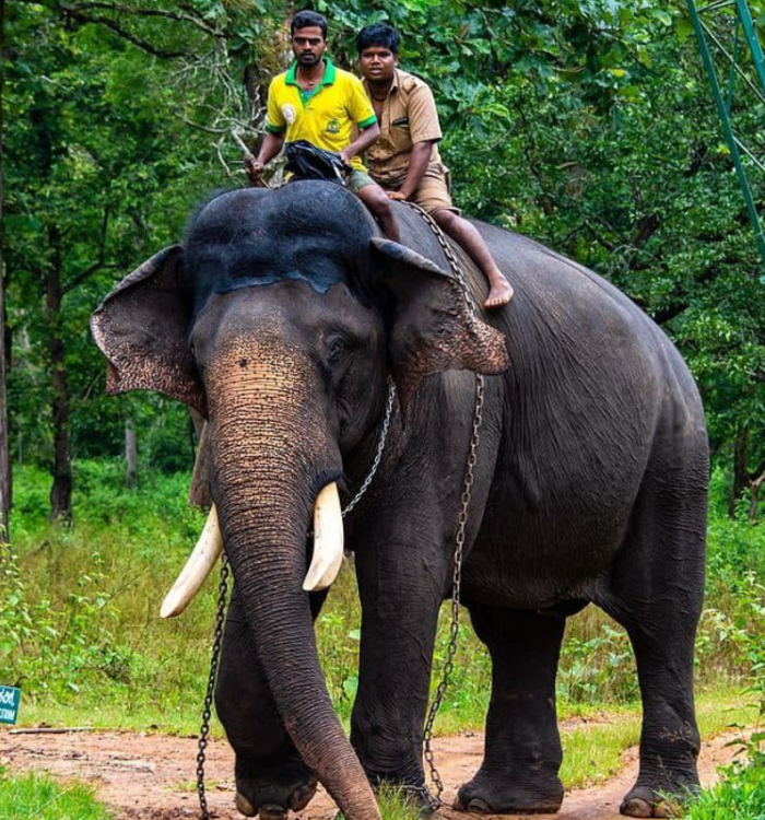 Elephants being bathed in the Periyar river at Kodanad training center